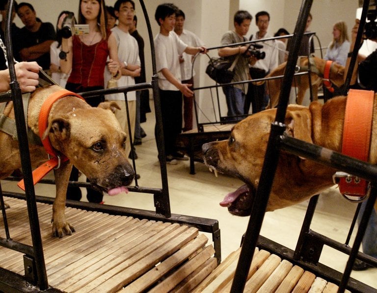 Sun Yuan and Peng Yu’, Dogs That Cannot Touch Each Other. The Guggenheim has been asked to remove the video, which features eight pit bulls on treadmills, from an upcoming exhibition. Courtesy of Galleria Continua, San Gimignano, Beijing, Les Moulins, Habana.