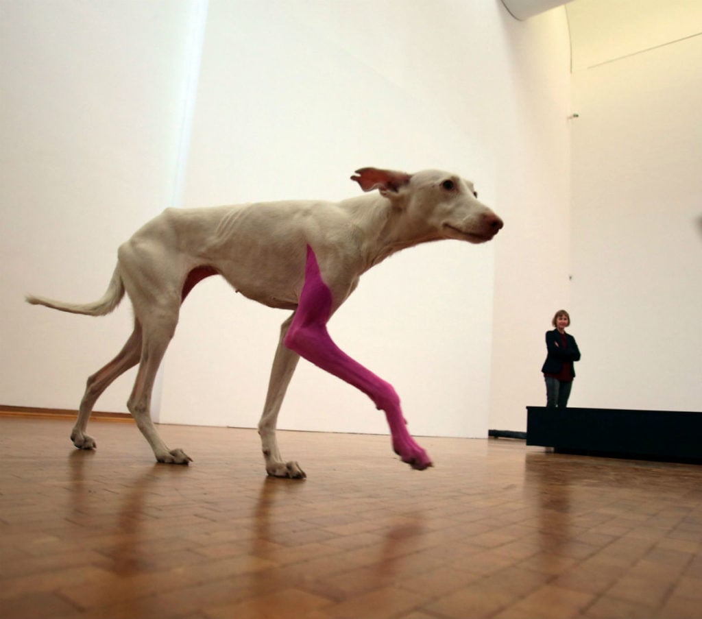 A dog with its leg painted pink walks around, and is part of, the exhibition by French artist Pierre Huyghe at the Ludwig Museum in Cologne, western Germany on April 10, 2014. Photo courtesy Oliver Berg /AFP/Getty Images.