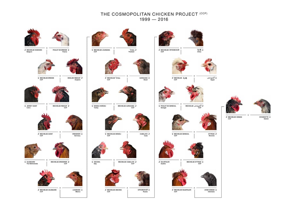 Koen Vanmechelen's Cosmopolitan Chicken pedigree. Courtesy of the Wasserman Projects.