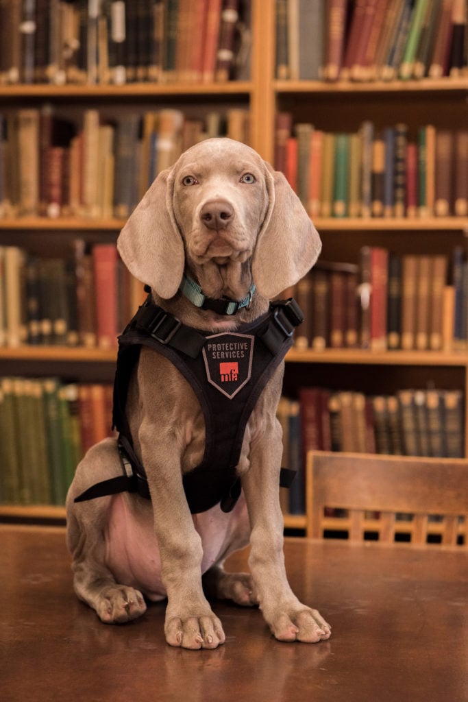 Riley the bug-sniffing Weimaraner at the Museum of Fine Arts. Photo courtesy of the Museum of Fine Arts, Boston.