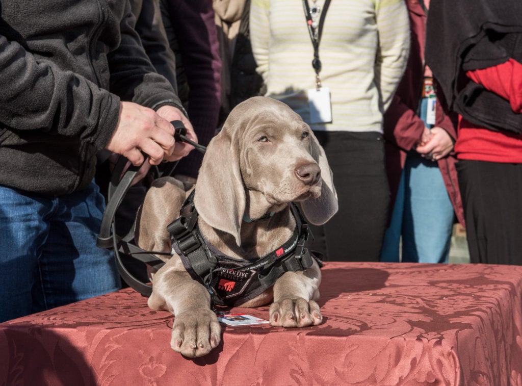 Riley the bug-sniffing Weimaraner at the Museum of Fine Arts. Courtesy of the Museum of Fine Arts.