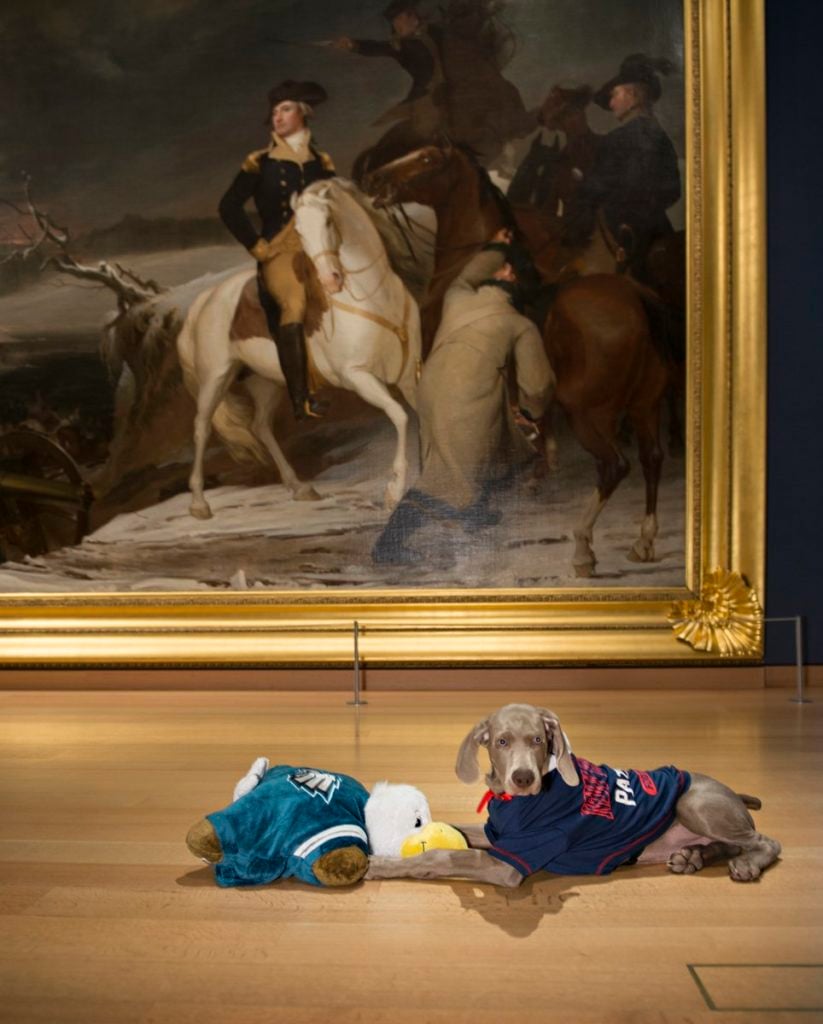 Riley the bug-sniffing Weimaraner at the Museum of Fine Arts, gets into the Super Bowl Spirit. Courtesy of the Museum of Fine Arts.