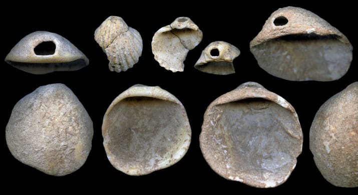 Perforated shells from Cueva de los Aviones, possibly made by the Neanderthals as jewelry 115,000 years ago. Photo courtesy of J. Zilhao/University of Barcelona.