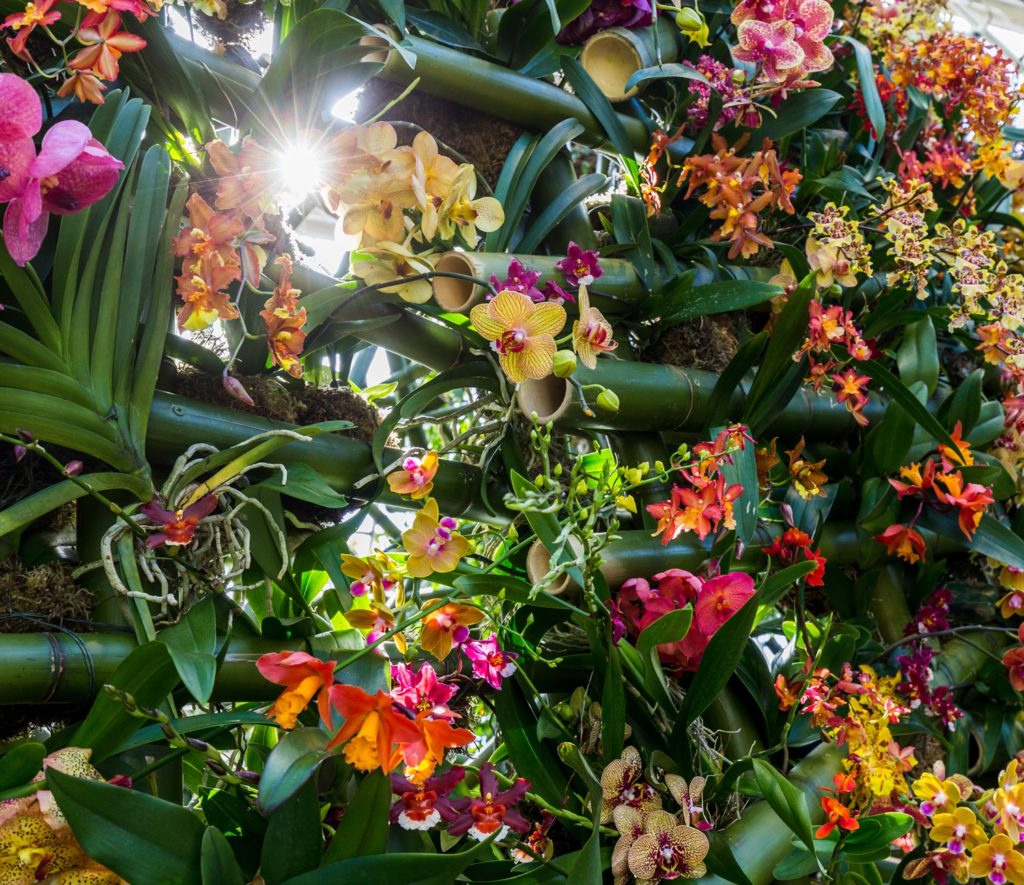 Installation view of "The Orchid Show" courtesy The New York Botanical Garden. 