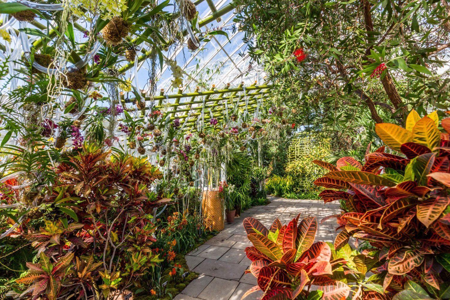 Installation view of "The Orchid Show" courtesy The New York Botanical Garden.