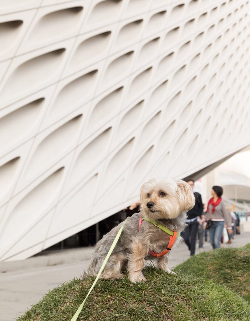 Rocky, canine co-curator of dOGUMENTA, tours the LA art scene ahead of the show's West Coast edition. Photo courtesy of dOGUMENTA.