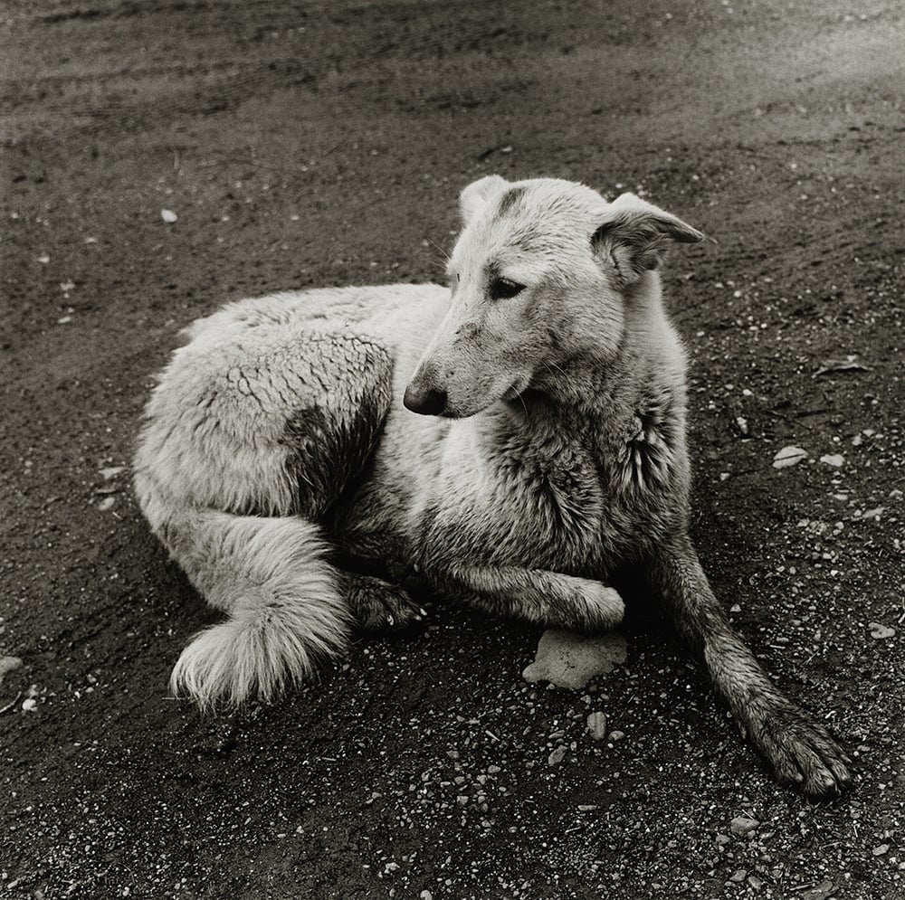 Peter Hujar, Dog, Westtown, New York, 1978, gelatin silver print, purchased on The Charina Endowment Fund, The Morgan Library & Museum, 2013.108:1.98. © Peter Hujar Archive, LLC, courtesy Pace/MacGill Gallery, New York and Fraenkel Gallery, San Francisco. 