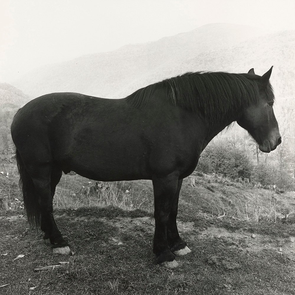 Peter Hujar, Horse in West Virginia Mountains, 1969, gelatin silver print, collection of Ronay and Richard Menschel. © Peter Hujar Archive, LLC, courtesy Pace/MacGill Gallery, New York and Fraenkel Gallery, San Francisco. 