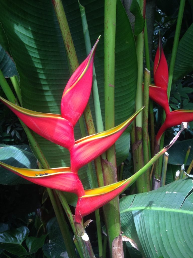 A heliconia in “Georgia O’Keeffe: Visions of Hawai’i” at the New York Botanical Garden. Photo courtesy of Sarah Cascone. 