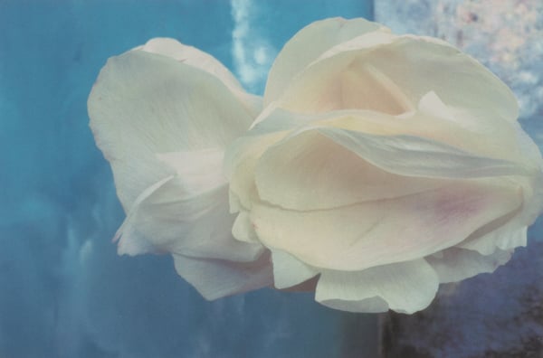 Gordon Parks, <em>Love Petals</em> (1993). This photograph is being donated by the Corcoran to the National Museum of African American History & Culture. Photo courtesy of the Corcoran.