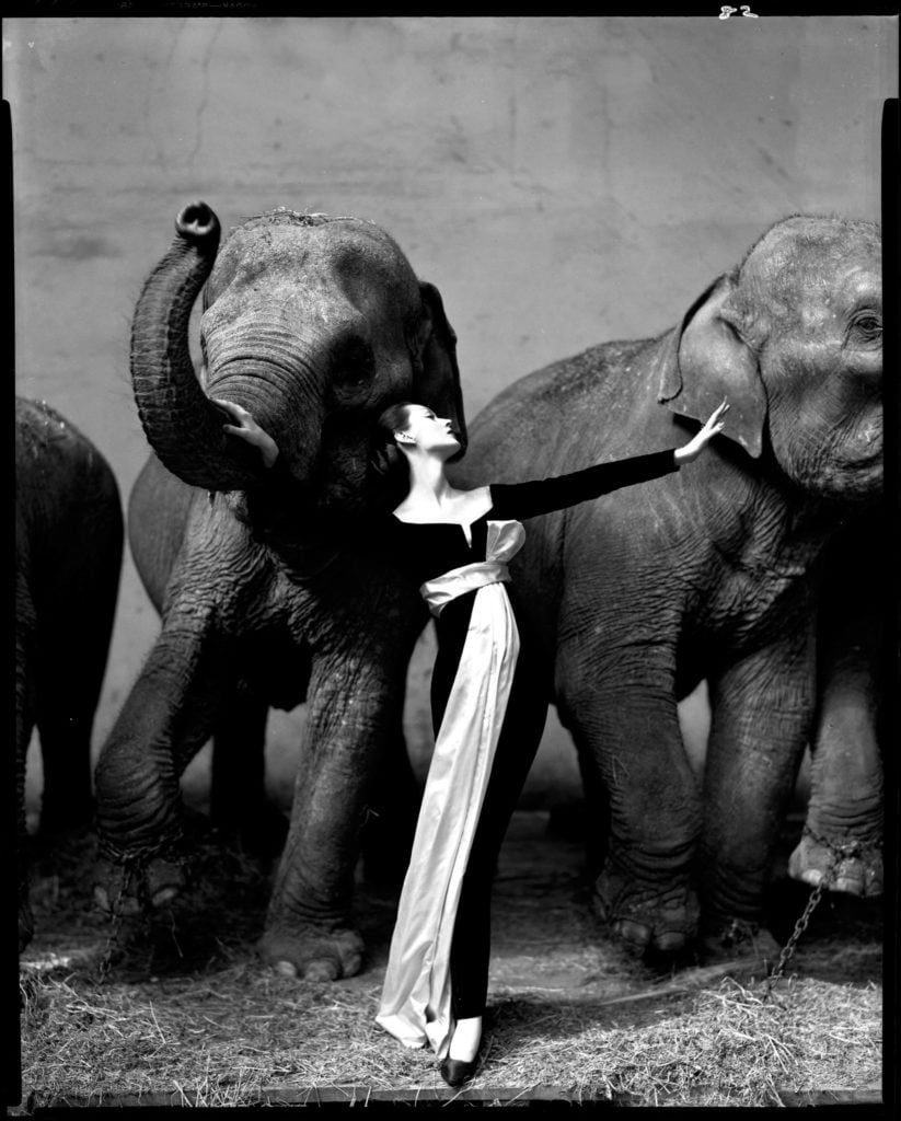 Richard Avedon,<em> “Dovima With Elephants</em> (1955), featuring a Dior evening gown. Photo courtesy of the Richard Avedon Foundation.