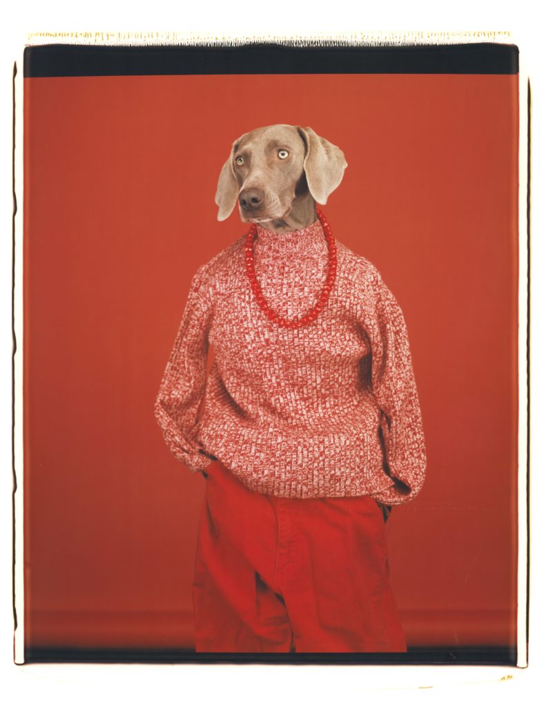 William Wegman, Casual (2002). Courtesy of the artist and Sperone Westwater Gallery.