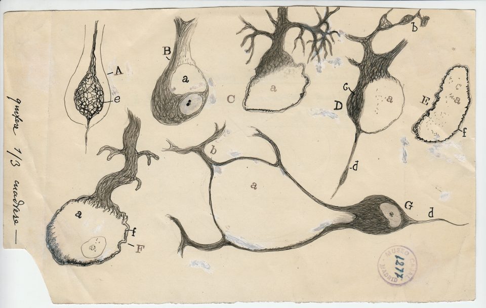 Santiago Ramón y Cajal, <em>Injured Purkinje neurons of the cerebellum<em> (1914). Courtesy of the Cajal Institute (CSIC), Madrid.