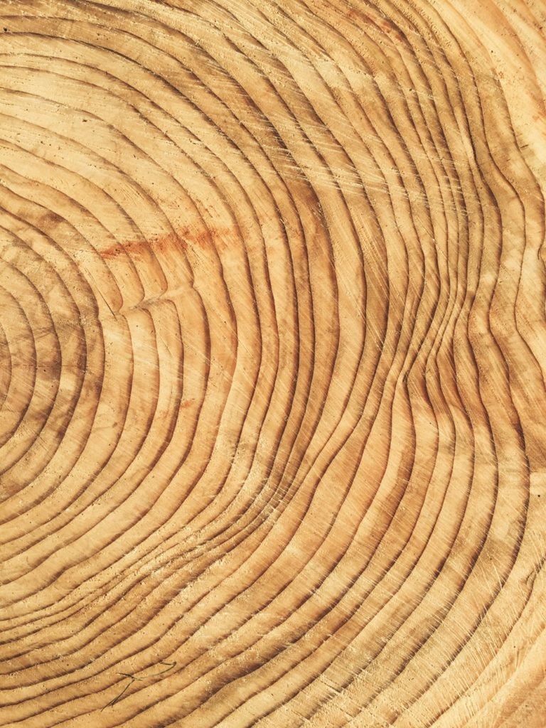 Matti Braun, close pp cross section of <i>Cut Evergreen Tree, Focus On Tree Rings</i> (2018). Courtesy of the artist and Rubin Museum of Art.