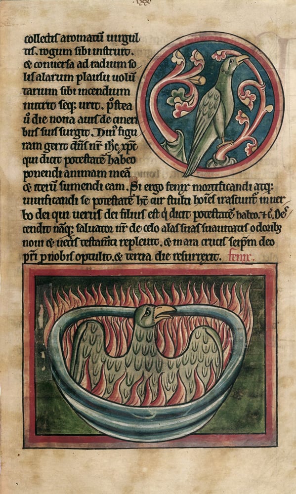 Bestiary containing a description of a "fenix," or phoenix (England, circa 13th century). Photo © British Library Board