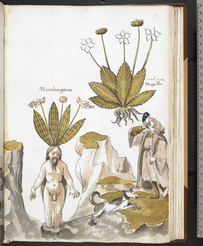 Giovanni Cadamosto’s illustrated herbal (Italy or Germany, circa 15th century). This drawing depicts the mandrake, a plant that was thought to cure various diseases if the doctor could avoid hearing the shrieks from its roots. ©British Library Board.