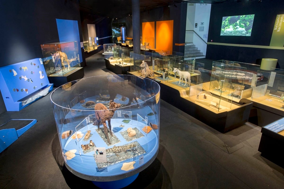 "Baby Animals" at the the Toulouse Museum of Natural History, a Vastari client. Copyright Toulouse Museum of Natural History and the Institut Royal des Sciences Naturelles de Belgique.