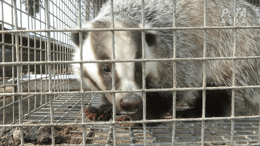 A badger in a cage at a Chinese badger hair farm. Photo courtesy of PETA.