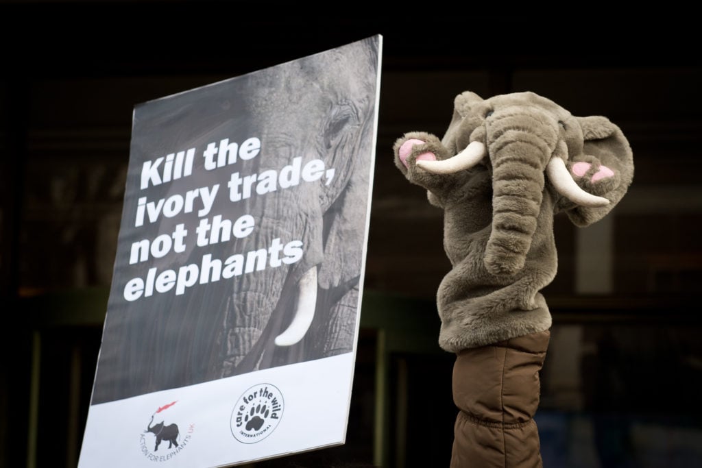 Ivory trade protesters in London in 2014. Photo by Leon Neal/AFP/Getty Images.