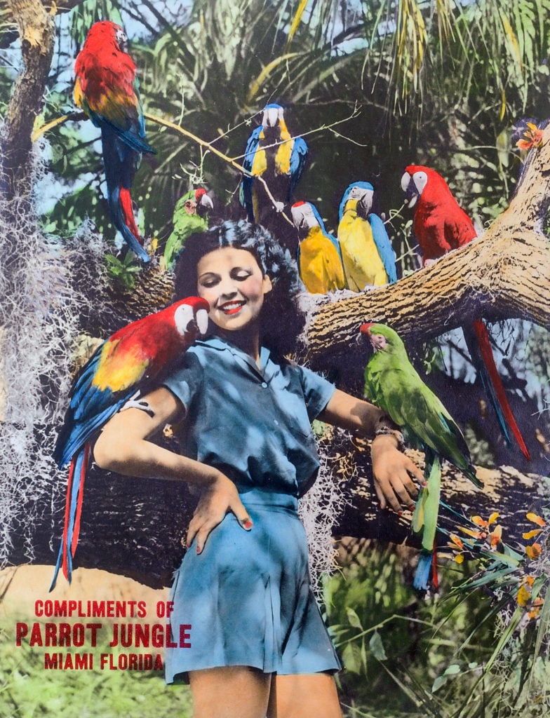 Gleason Waite Romer, <i>Parrot Jungle</i> (n.d.). Private Collection, courtesy of the Boca Raton Museum of Art. 