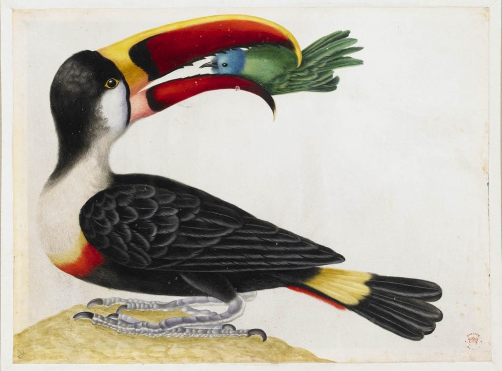 Maria Sibylla Merian, Untitled (Toucan) From an album entitled Merian's Drawings of Surinam Insects (ca. 1701–1705) © Trustees of the British Museum.