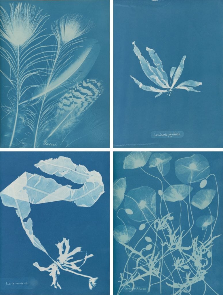 Anna Atkins, (clockwise from top left) Peacock (1861), Laminaria phyllitis (1844–45), Papaver rhoeas (1861), and Alaria esculenta (1849–50). Courtesy of Hans P. Kraus Jr., New York (top left and bottom right); the New York Public Library, Astor, Lenox and Tilden Foundations.