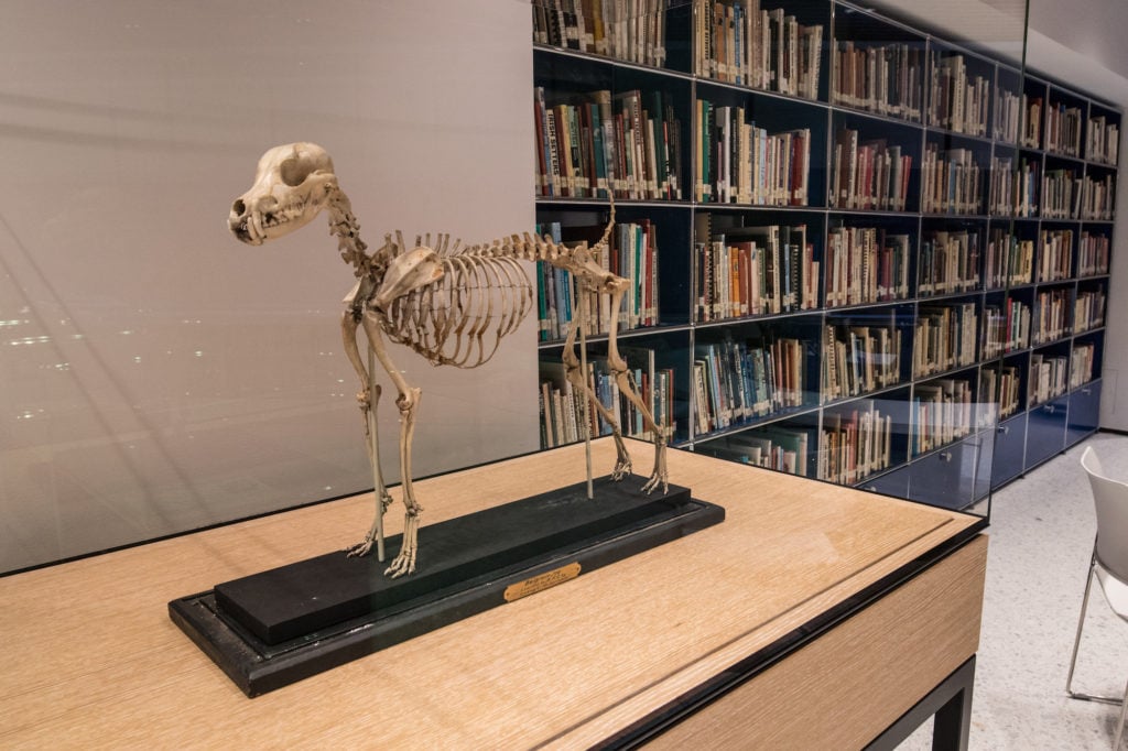 The skeleton of Belgrade Joe (1868–1888), considered the father of the modern Fox Terrier, on view in the library at the American Kennel Club's Museum of the Dog. Photo by David Woo.