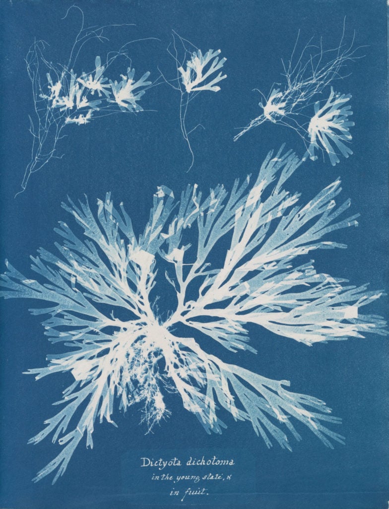Anna Atkins, Dictyota dichotoma in the young state and in fruit, from Part XI of Photographs of British Algae (1849–50). Courtesy of the New York Public Library, Astor, Lenox and Tilden Foundations.