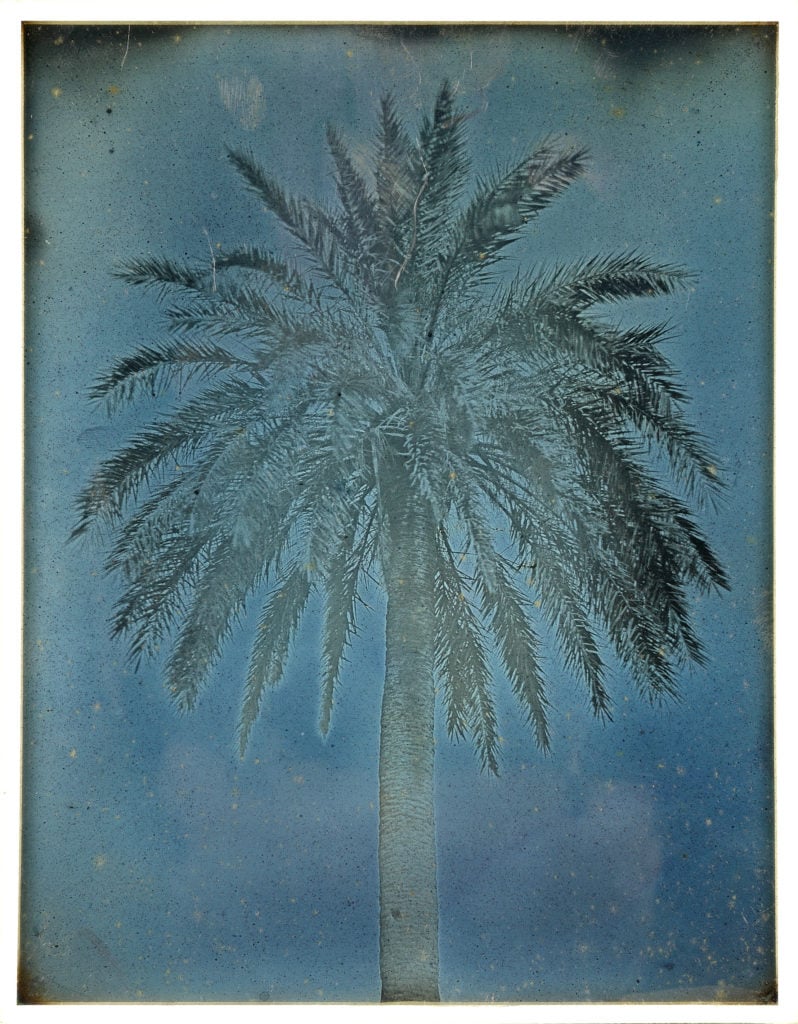 Joseph-Philibert Girault de Prangey, <em>Palm Tree near the Church of Saints Theodore, Athens</eM> (1842). Courtesy of the Bibliothèque nationale de France.