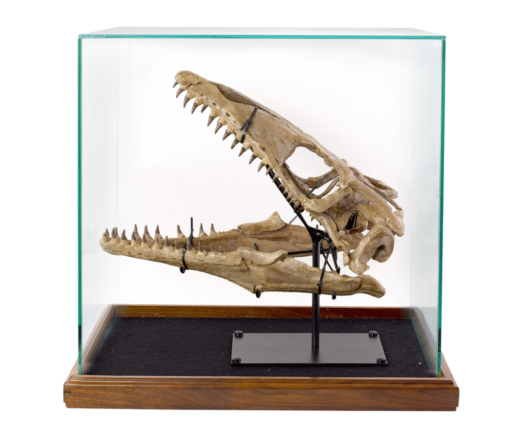 The Mosasaur Skull from Russell Crow's "The Art of Divorce" sale. Courtesy of Sotheby’s Australia.
