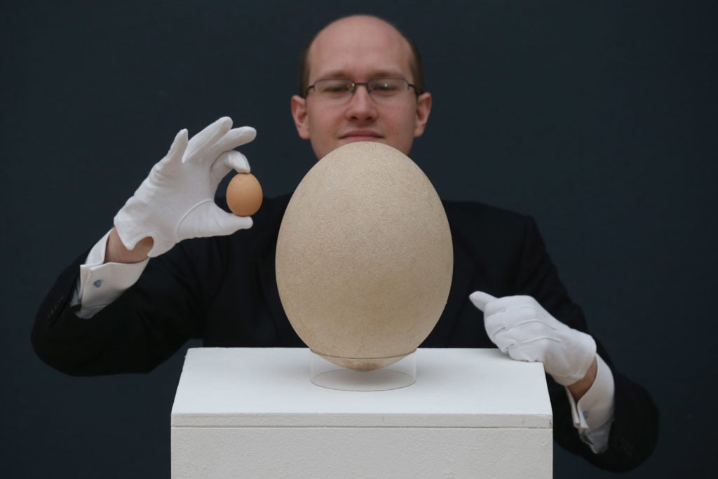 James Hyslop examines a complete sub-fossilised elephant bird egg at Christie’s. Photo by Oli Scarff/Getty Images.