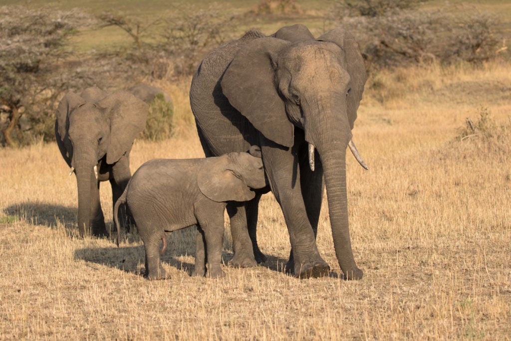 Elephants in Tanzania's Serengeti National Park. Photo by Godong/UIG via Getty Images.