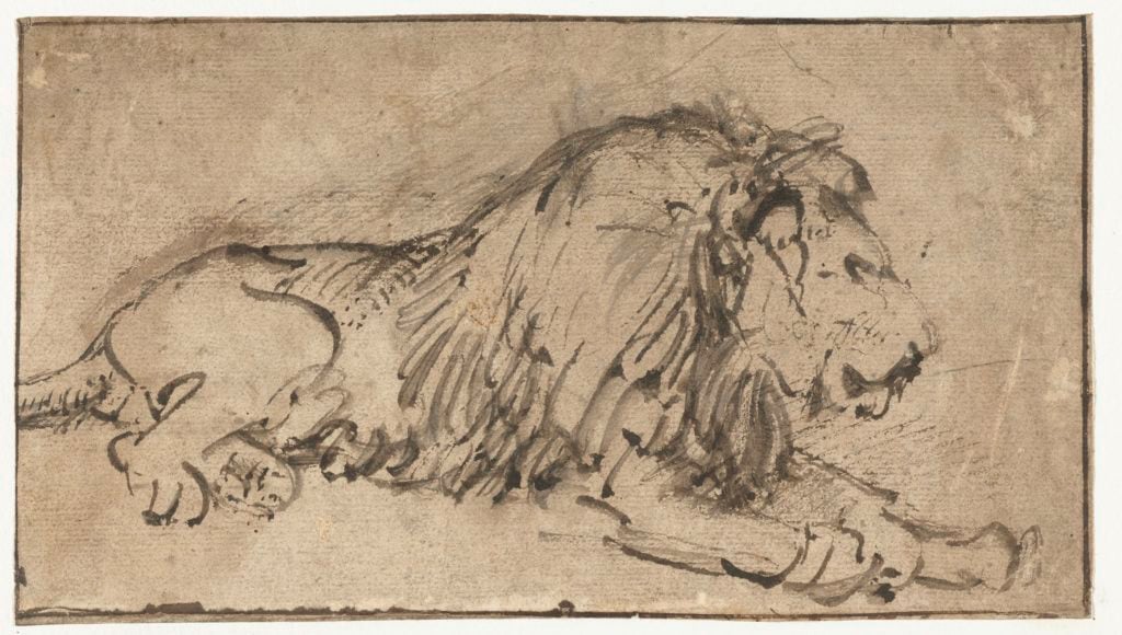 Rembrandt van Rijn, <i>Recumbent Lion</i> (circa 1660). Courtesy the Rijksmuseum.