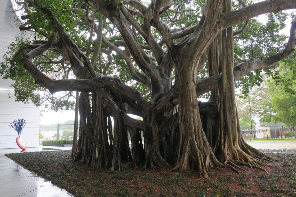  An 80-year-old, 65-foot-tall banyan tree at the museum's new entrance.