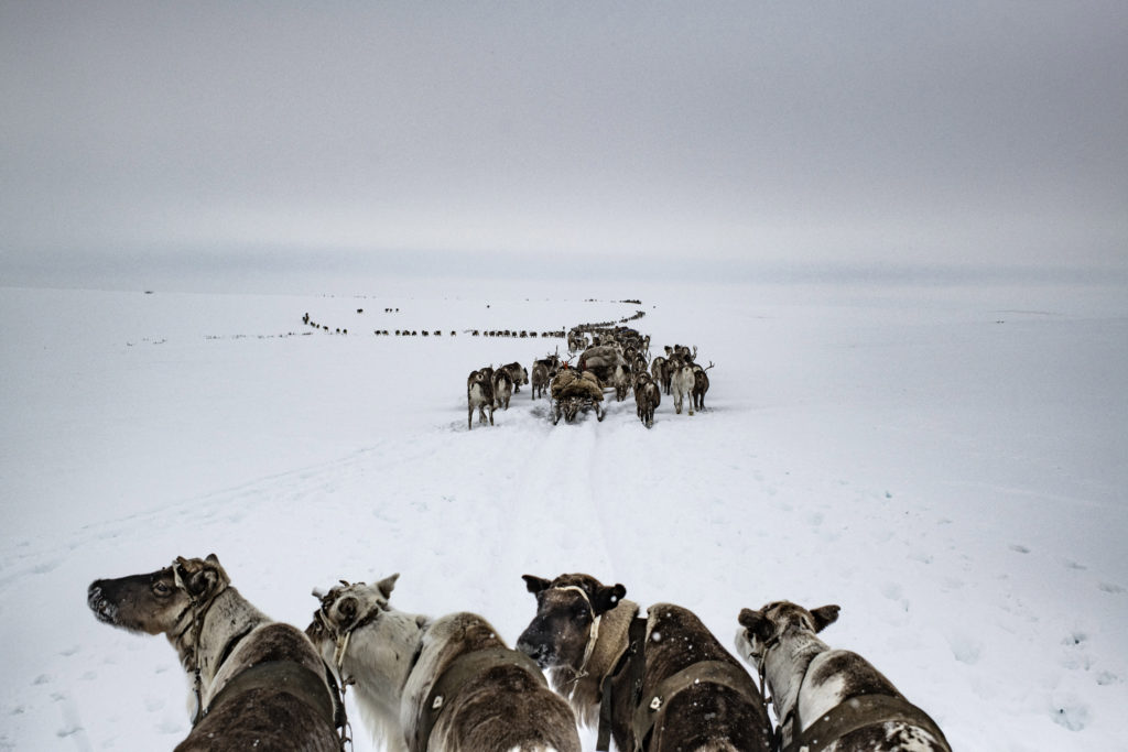 Yamal Peninsula, Russia, April 2018. © Yuri Kozyrev – NOOR for Fondation Carmignac. The Serotetto nomadic herding family (officially the 8th Brigade of the Yar-Sale state farm) move their reindeer northward from winter pastures to summer pastures. The herds in the peninsula usually range from 50 to 7,000 heads and the migration pattern depends on seasons and on the continuity of lichen pastures. For the first time, the Serotetto family could not finish their transhumance this year because of the permafrost melting.