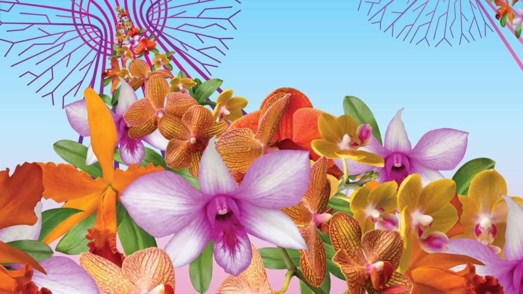 "The Orchid Show: Singapore" at the New York Botanical Garden. Image courtesy of the New York Botanical Garden.