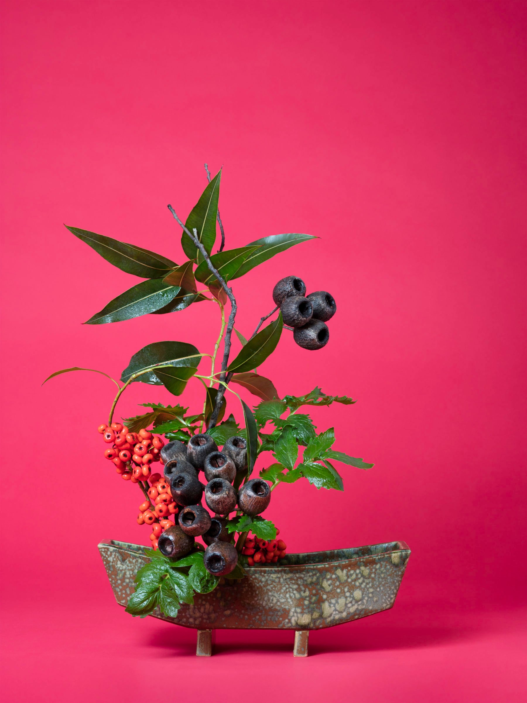 Ann Shelton, The Scarlet Woman, Valerian (Valerian sp.), 2015–ongoing. Photo courtesy of Denny Dimin Gallery.