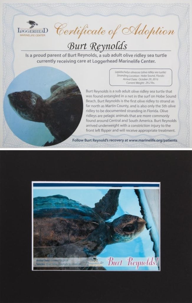 Burt Reynold's sea turtle adoption certificate. Courtesy of Julien's Auctions. 