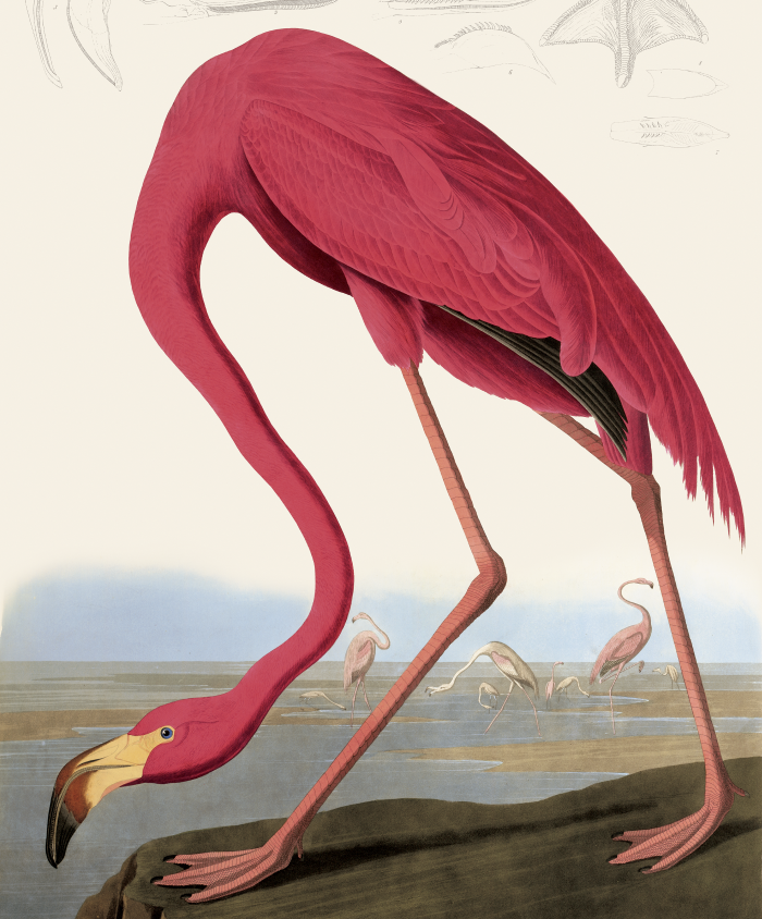 John James Audubon, American Flamingo from The Birds of America. Courtesy of the Field Museum, Chicago.