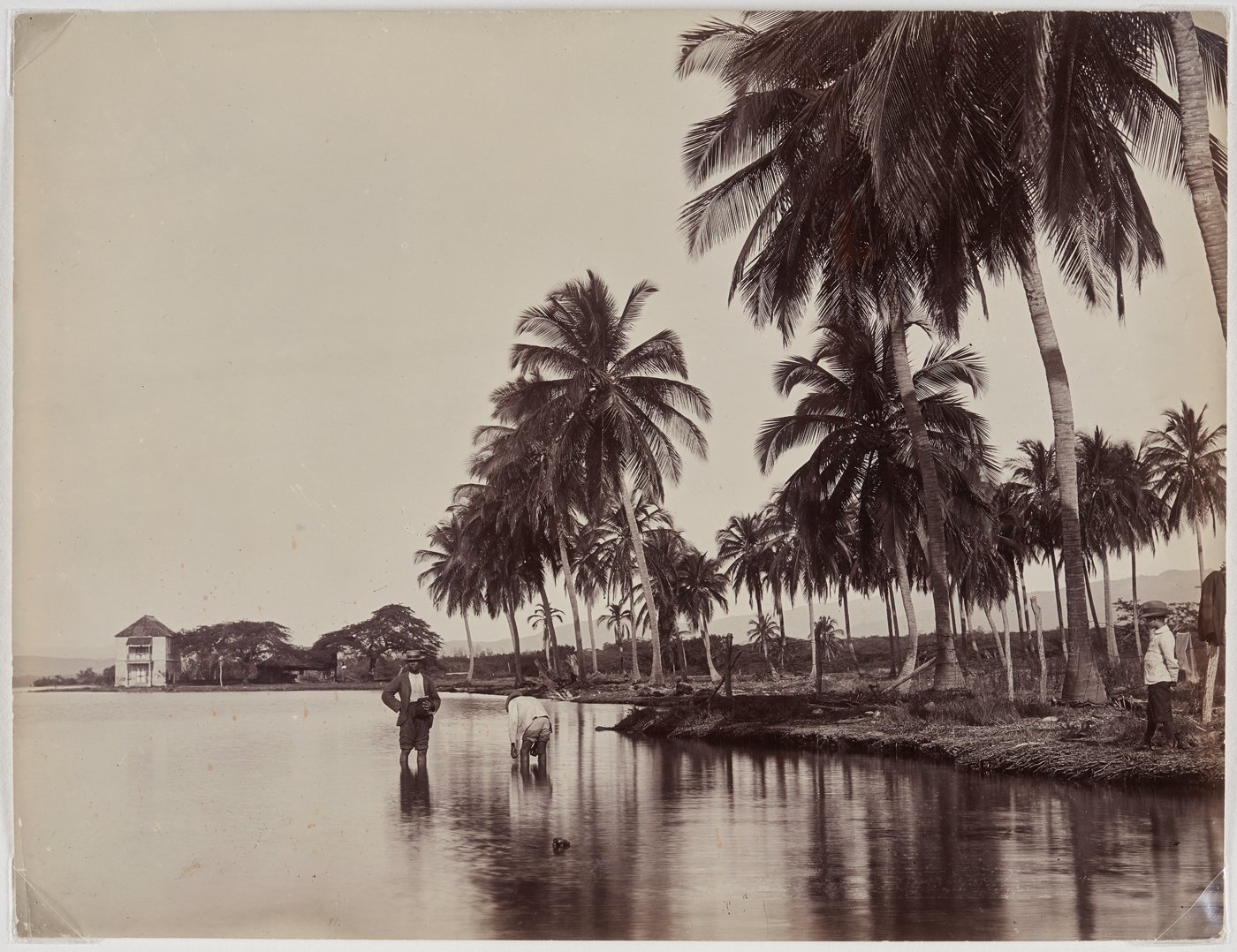 J.W. Cleary, Coconut Palms, Kingston Harbour (ca. 1895). Courtesy of the Art Gallery of Ontario.