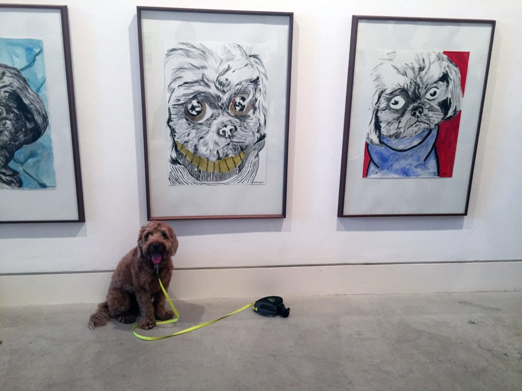 Pico poses in front of a selection of portraits of Matthew Higgs’s dog Olive by Babak Ganjei.