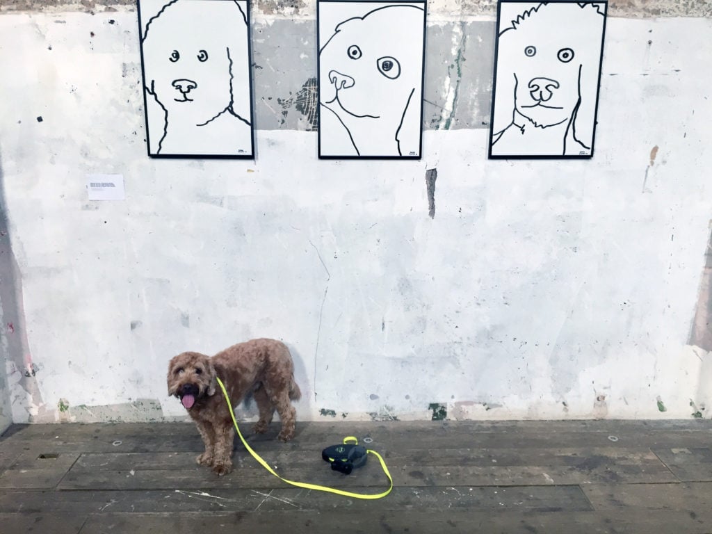 Pico poses in front of more dog portraits by Babak Ganjei.