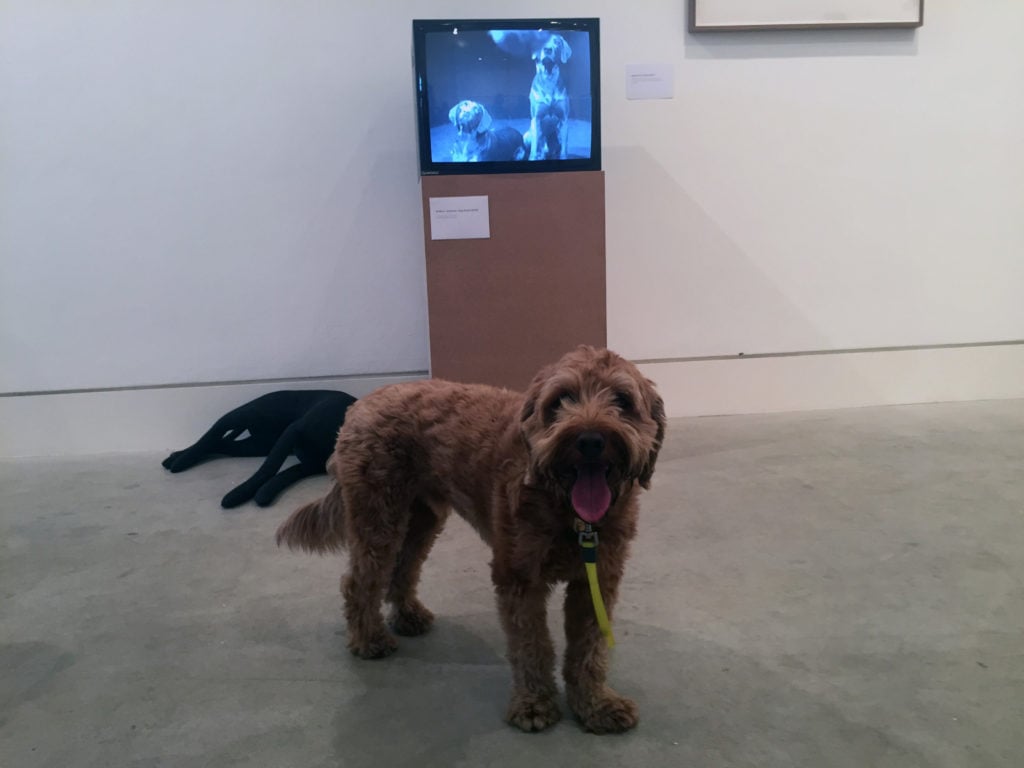 Pico reflecting on a film by William Wegman selected by art critic Louisa Buck's dog Samson.
