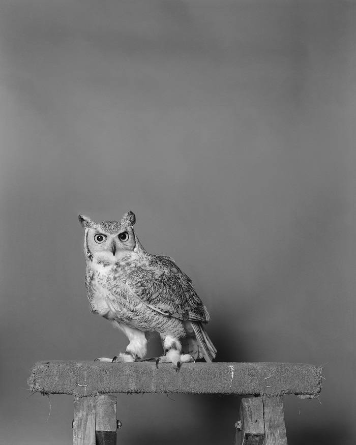 Jack Latham, <i>Great Horned Owl</i> (2019). Courtesy of the artist.