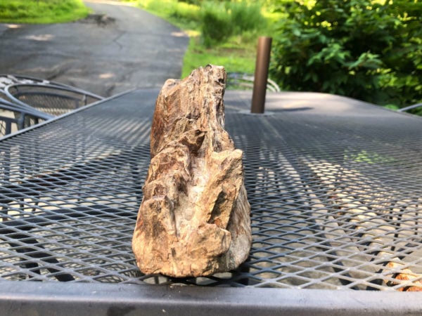 Jackson Hepner, Age 12, found this wooly mammoth trip during a vacation at the Inn at Honey Run in Millersburg, Ohio. Photo courtesy of the Inn at Honey Run in Millersburg, Ohio.