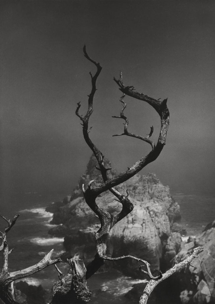 Minor White, Twisted Tree, Point Lobos, CA, 1950.