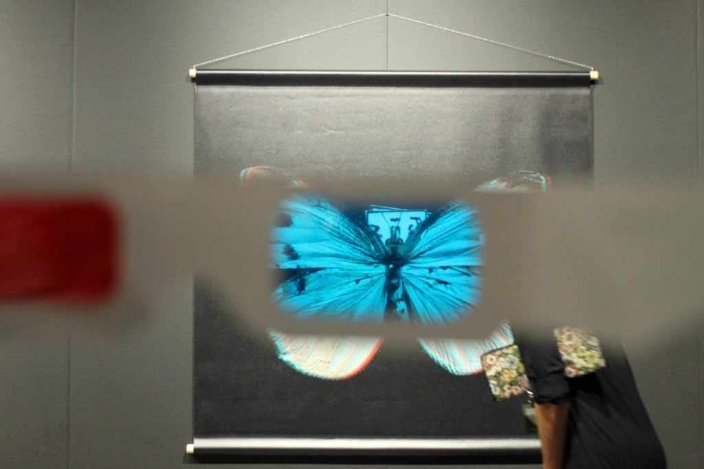 View of Spectres of the Postnatural: Gynandromorph Butterfly (2019) by Richard Pell. Image: Rain Embuscado.