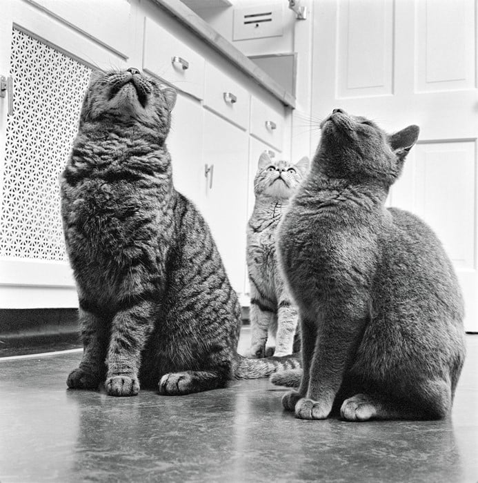 Walter Chandoha, cats in New Jersey (1961). Photo courtesy of TASCHEN,©2019 Walter Chandoha.