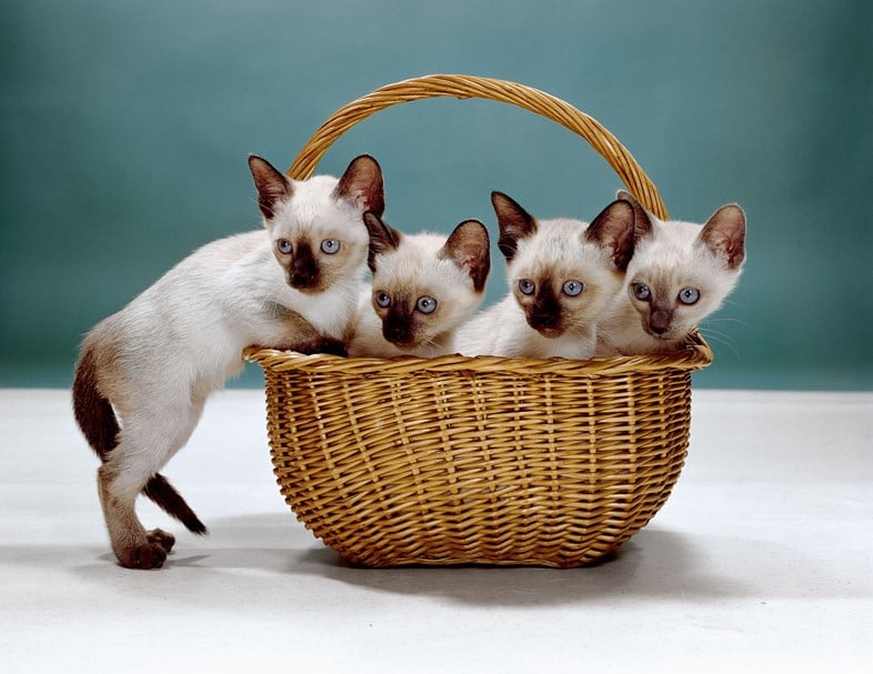 Walter Chandoha, Siamese Kittens, New Jersey (1962). Photo courtesy of TASCHEN,©2019 Walter Chandoha.