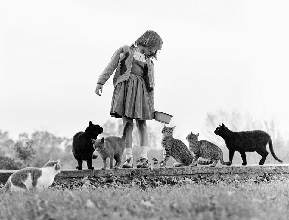 Walter Chandoha, Chandoha's Daughter Maria Feeds a Number of the Family Cats (1962). Photo courtesy of TASCHEN,©2019 Walter Chandoha.